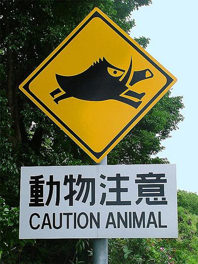 Uzmanieties no mežacūkām... Autors: Ciema Sensejs Par kādiem dzīvniekiem brīdina pasaules ceļa zīmes?