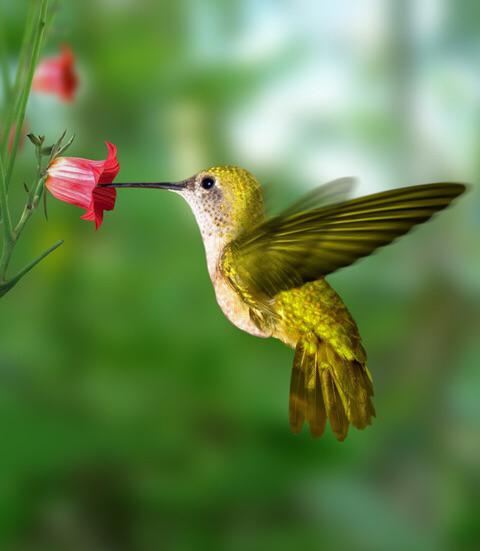  Autors: Linducis8 Mani mīļākie putni - kolibri