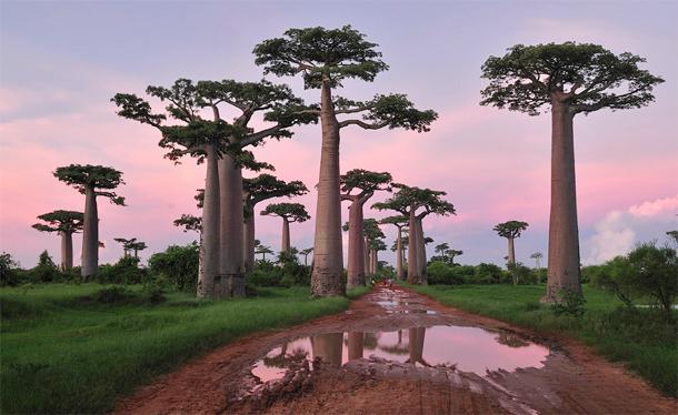 Baobabu mežs Madagaskarā Autors: Ciema Sensejs Mežs – brīnums dažādībā