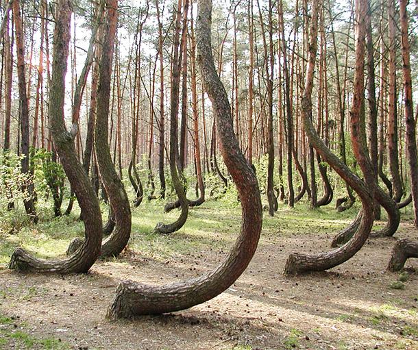 Līkais mežs Polijā Tiek... Autors: Ciema Sensejs Mežs – brīnums dažādībā