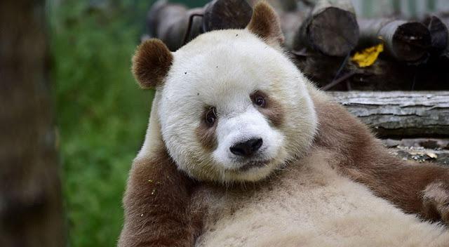 Iepazīsties  scaronī ir... Autors: Ciema Sensejs Pasaulē vienīgā brūnā panda, kuru māte pameta 2 mēnešu vecumā