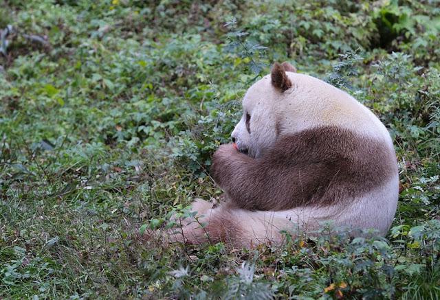 Pa to laiku Kvizai bauda savu... Autors: Ciema Sensejs Pasaulē vienīgā brūnā panda, kuru māte pameta 2 mēnešu vecumā