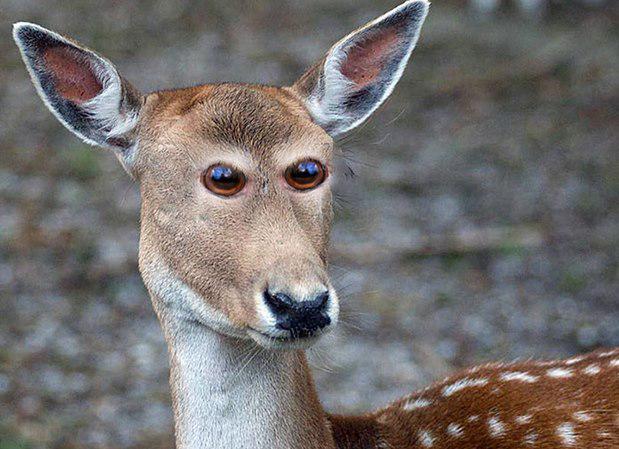  Autors: Ciema Sensejs Kā izskatītos, ja dzīvniekiem acis būtu sejas priekšā?