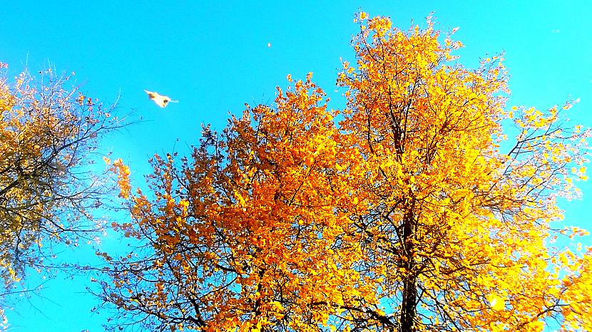 Autors: Gufija My Pictures 4. daļa (Autumn)