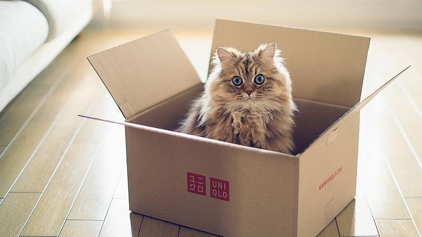 Kad kaķiem iedeva kastes kur... Autors: Hmm Kāpēc kaķiem patīk kastes?