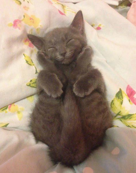 nbspAizmiga kamēr nodarbojās... Autors: Ciema Sensejs 20+ kadri, kuri pierāda, ka kaķi var gulēt pilnīgi visur