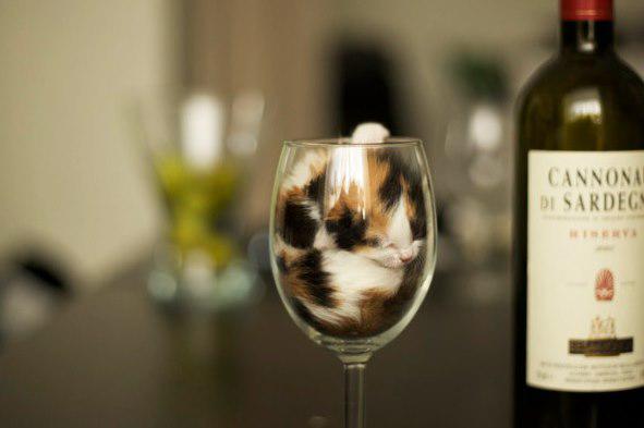 Paldies scaronodien vīnu vairs... Autors: Ciema Sensejs 20+ kadri, kuri pierāda, ka kaķi var gulēt pilnīgi visur