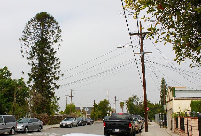 El Pino koks Losandželosas... Autors: MrLatviskais Koki, kurus filmas, mūzika, māksla un literatūra padarīja slavenus