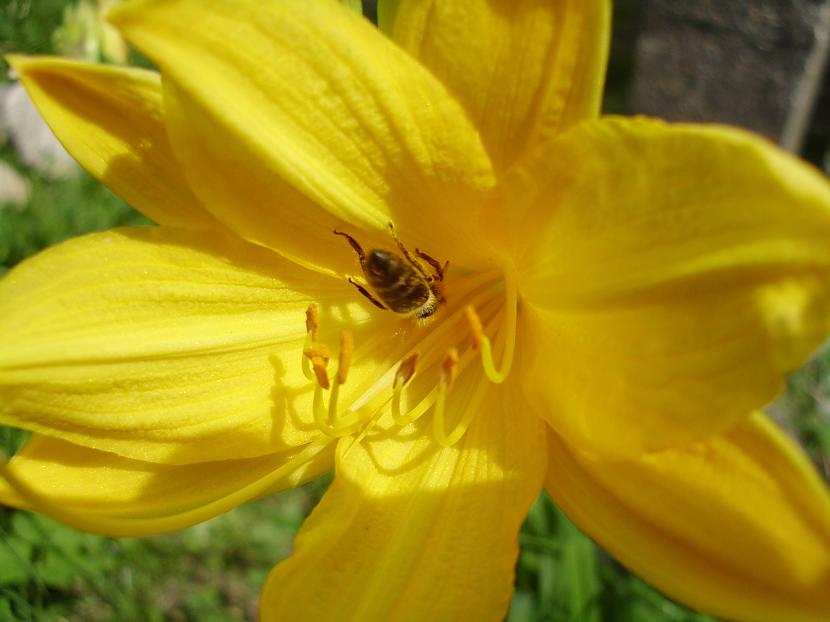 biēm patīk medusPag es neesmu... Autors: Lauma Balode Vasarā un citos gadalaikos