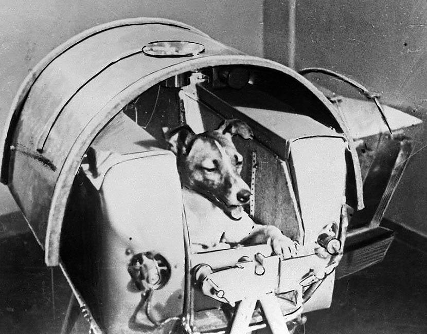 1957 gada 3 novembrī Laika... Autors: BodyBoard Skumjais stāsts par pirmo dzīvnieku, kas riņķoja pa Zemes orbītu