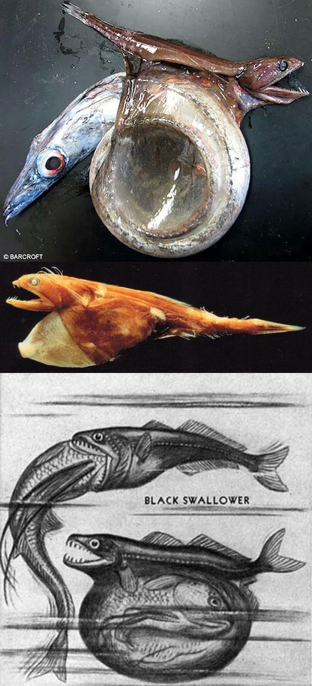 Scaronī zivs pazīstama kā... Autors: Fosilija Iespaidīgi attēli ar aprakstiem.