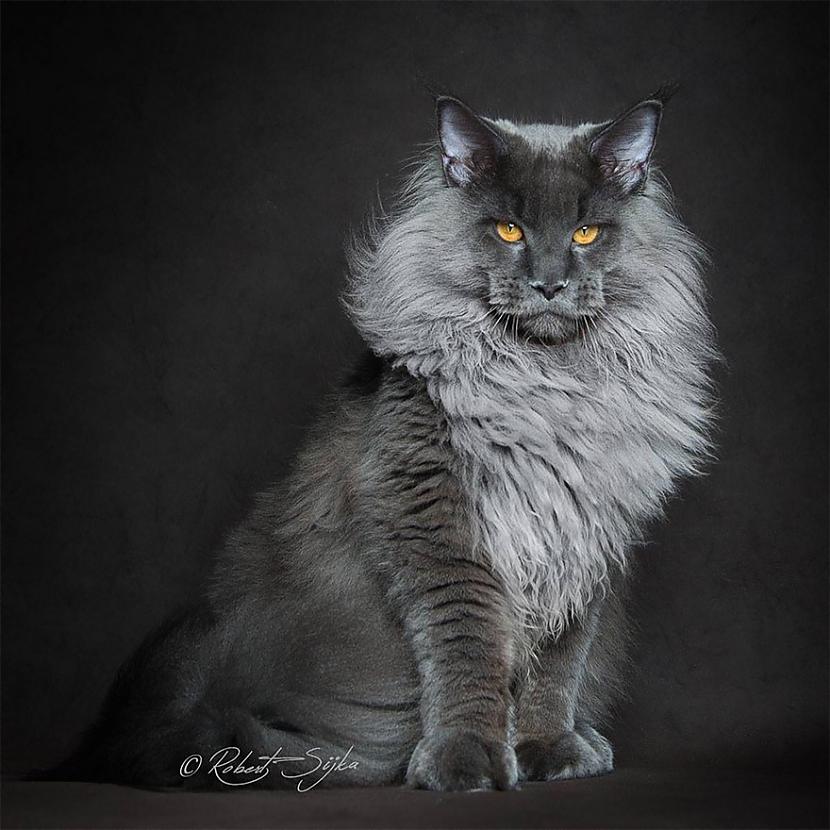  Autors: Briežu Pačuha Meinkūni - kaķu karaļi