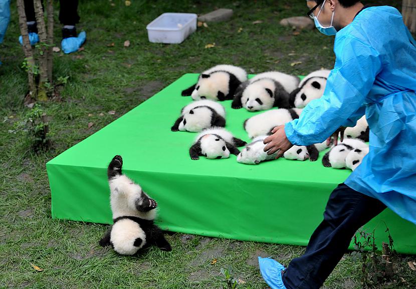 Panda nokrīt no paaugstinājuma... Autors: WhatDoesTheFoxSay 2016. gada 35 spēcīgākie foto.