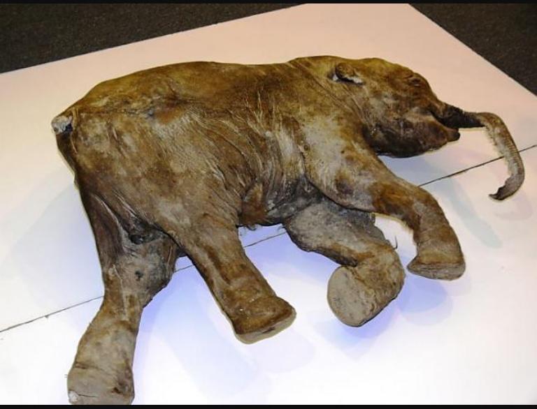 8 Tiek uzskatīts ka mamutu... Autors: baumas12 Interesanti fakti par mamutiem