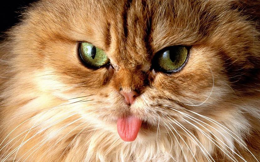Scaronis kaķis ir ļauns arī... Autors: Fosilija 15 ļaunākie kaķi, kādus Tu jebkad būsi redzējis!