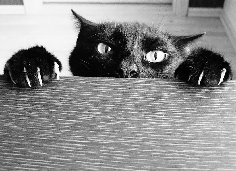 Kaķis uzmanīgi palūr gar galda... Autors: Fosilija 15 ļaunākie kaķi, kādus Tu jebkad būsi redzējis!