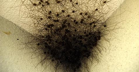 Garkājainais zirneklis... Autors: Ciema Sensejs 15 pārsteidzoši fakti par garkājainajiem zirnekļiem