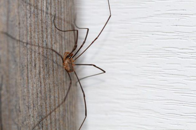 8 Viņi ne tik bieži iziet... Autors: Ciema Sensejs 15 pārsteidzoši fakti par garkājainajiem zirnekļiem
