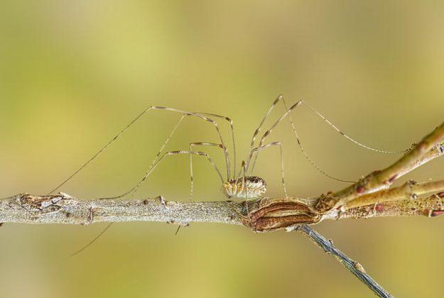 14 Nav arī zināms kā scaronie... Autors: Ciema Sensejs 15 pārsteidzoši fakti par garkājainajiem zirnekļiem