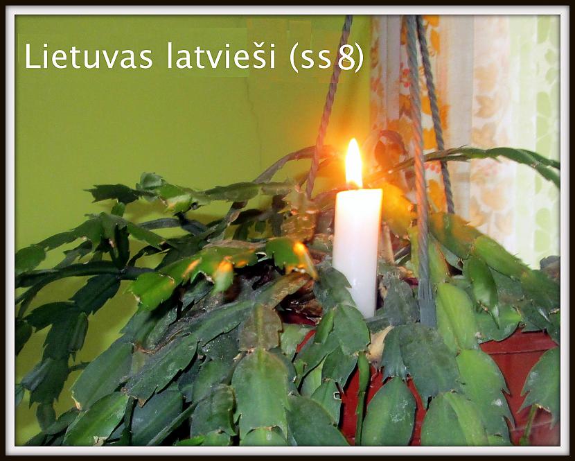  Autors: rasiks Lietuvas latvieši (ss8)