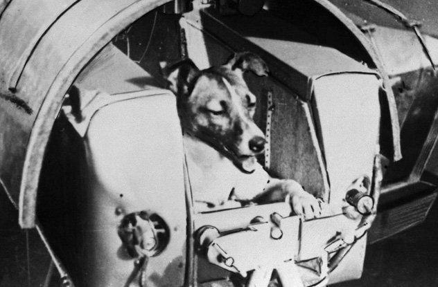 Suņi tika ieslodzīti arvien... Autors: Testu vecis 10 traģiski fakti par Laiku - pirmo suni kosmosā