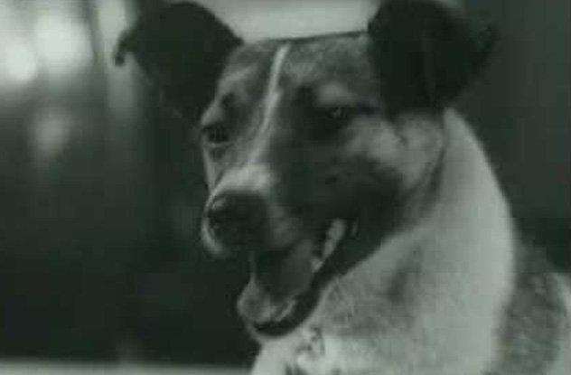 Viņas nāve bija... Autors: Testu vecis 10 traģiski fakti par Laiku - pirmo suni kosmosā