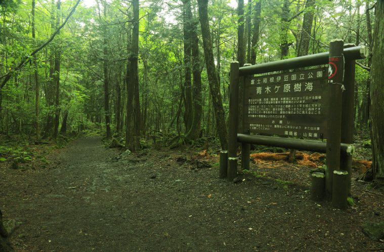 Aokigahara