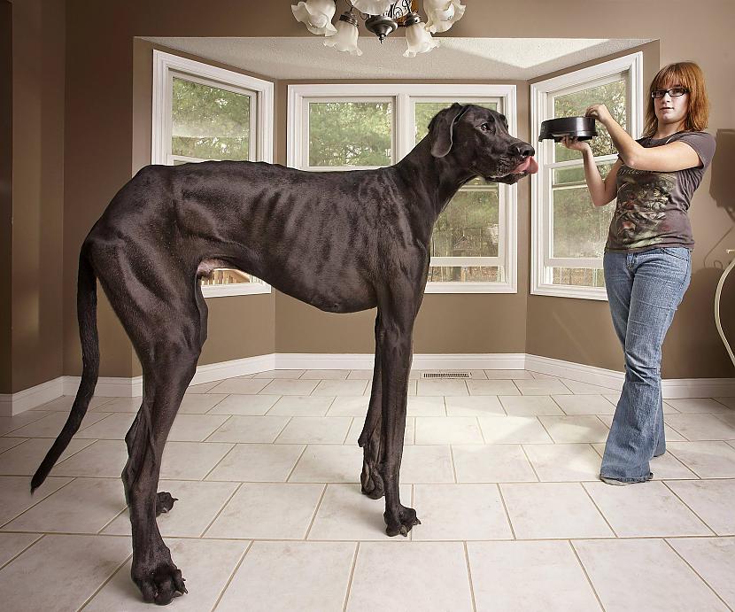 Zeus ir nbspteju zirga izmērā... Autors: Bitchere Lielākie un neparastākie suņi, neticami!