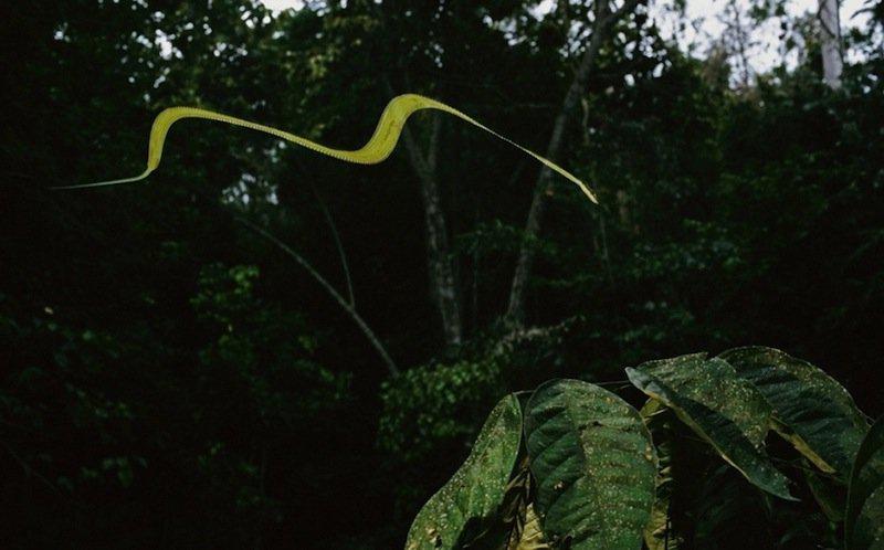 Flying SnakeTās sastopamas... Autors: Fosilija Bīstamākās un dīvainākās čūskas pasaulē