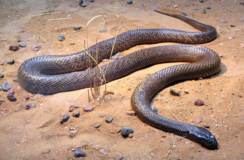 The Inland TaipanScaronīs... Autors: Fosilija Bīstamākās un dīvainākās čūskas pasaulē
