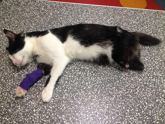 Pūku aizveda uz veterināro... Autors: Ciema Sensejs Šim kaķītim bija jāmirst. Bet uzņēmīgs ārsts nenolaida rokas - paskatieties...