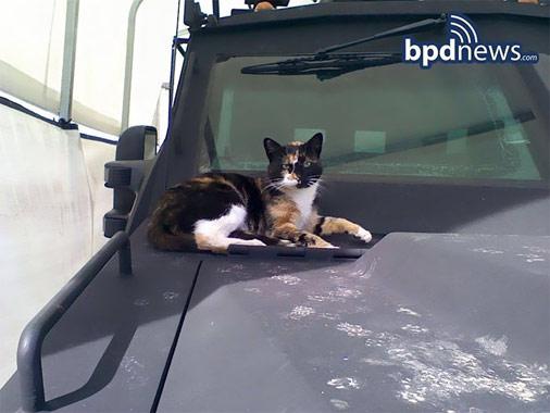 Policisti stāsta ka kaķene... Autors: KALENS Labsirdīgi specvienības policisti uzbūvē namiņu noklīdušam kaķim!