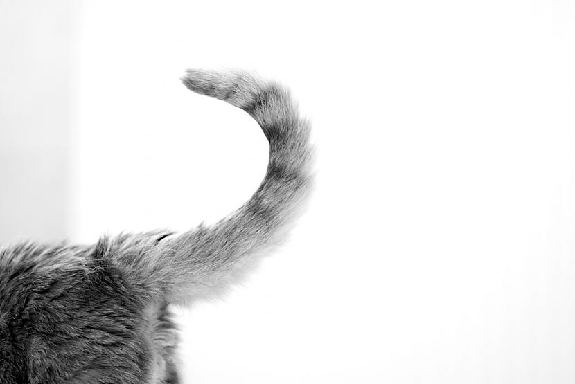 Kad kaķis pie Tevis pieiet ar... Autors: Elys 10 interesanti fakti par kaķūna asti