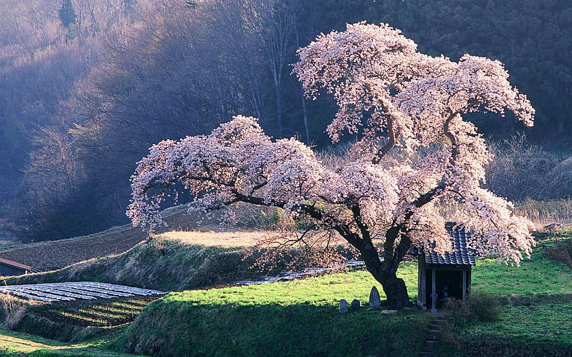 Daba Japānā70 Japānas zemi... Autors: psihopate18 Interesanti fakti par Japānu