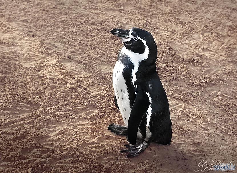 Humboldt pingvīni var sasniegt... Autors: The Travel Snap Unikāls zoodārzs pilsdrupās!