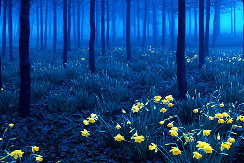 Black forestVācijaScaronis... Autors: princeSS Elpu aizraujoši meži,kuri izskatās kā no pasakas.