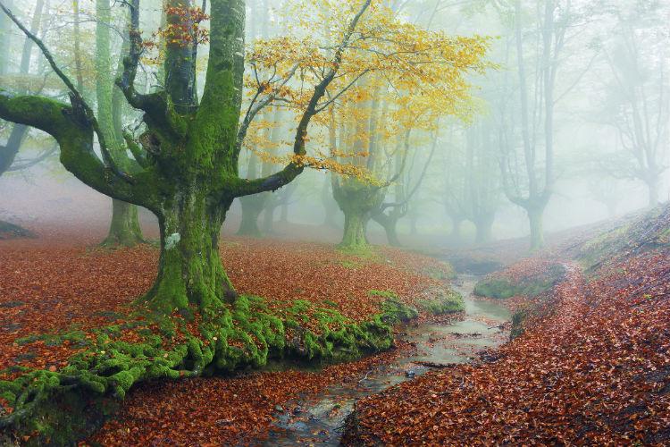 Otzarreta Forest... Autors: princeSS Elpu aizraujoši meži,kuri izskatās kā no pasakas.