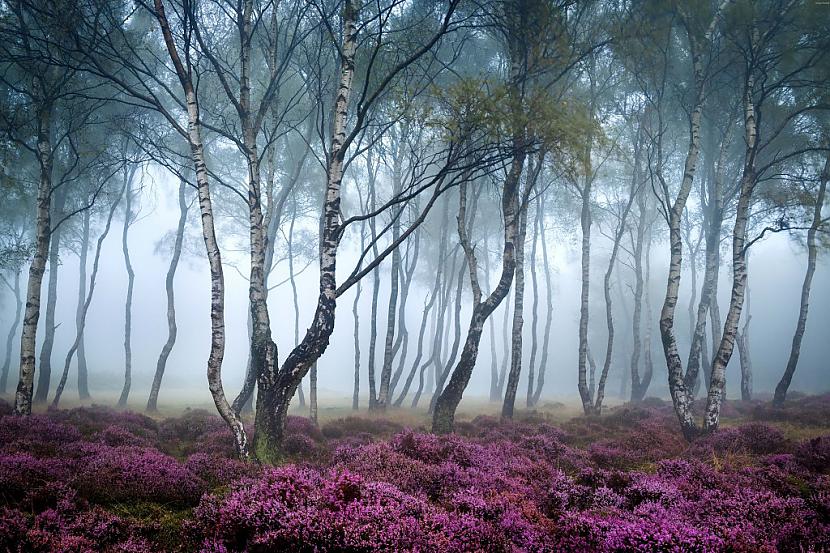 Stanton Moor AnglijaScaronajā... Autors: princeSS Elpu aizraujoši meži,kuri izskatās kā no pasakas.