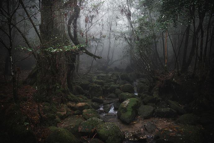 Yakushima Forest... Autors: princeSS Elpu aizraujoši meži,kuri izskatās kā no pasakas.