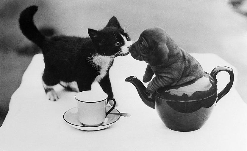 Takscaronu kucēns un kaķēns... Autors: ezkins Cilvēka un suņa draudzības svētki