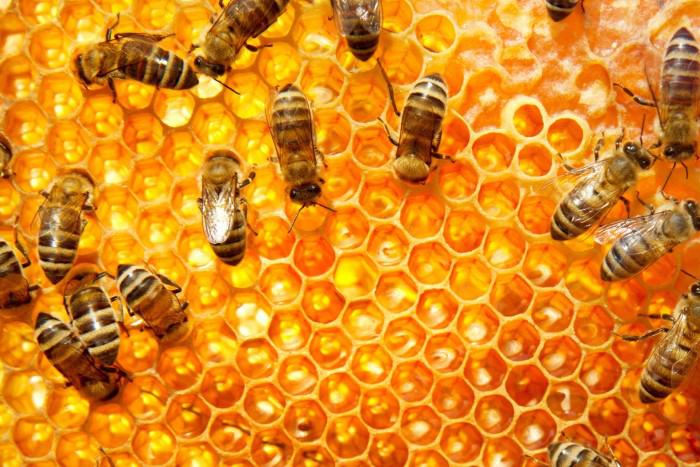 nbspPazudīs medus un citi... Autors: veldzivs Kas notiktu, ja pazustu bites?