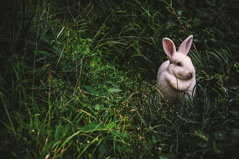 Kad vardes pa Lieldienām iet... Autors: Madara Ķēniņa Lieldienu ticējumi....