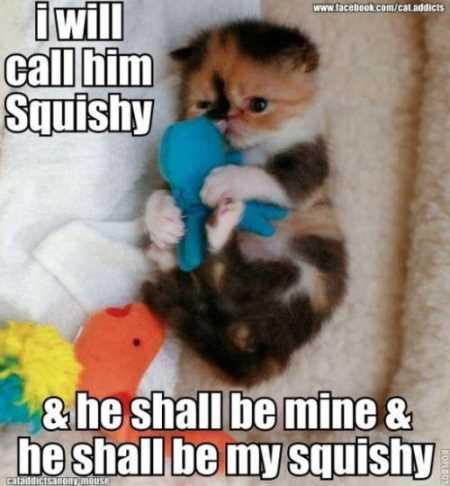  Autors: ProudBe Smieklīgie kaķi!