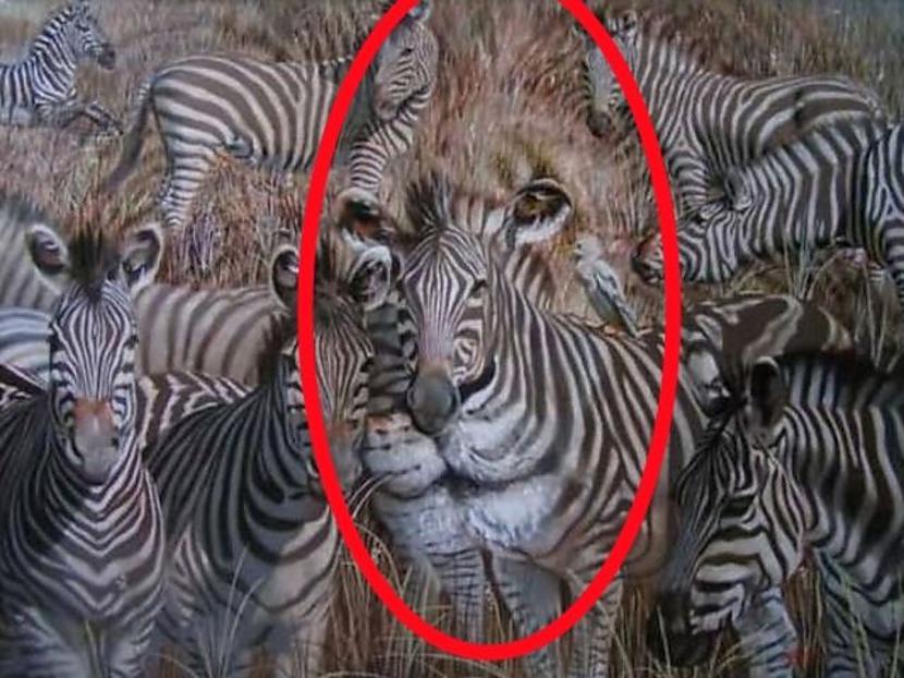 Attēlā redzama lauvas seja Autors: The Diāna Ko TU redzi šajā bildē?