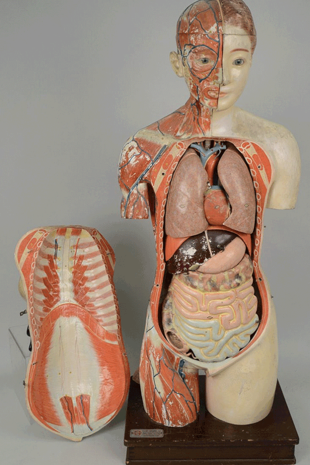 Anatomiska sievietes figūra... Autors: The Diāna Mūmija?! Nē, medicīnas manekens.