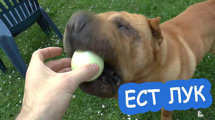  Autors: cocosik@ru Mans suns ēd sīpolus