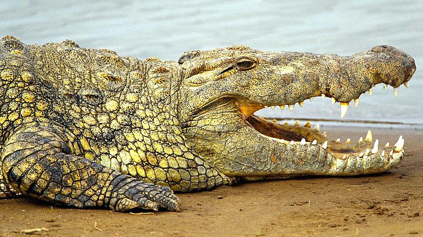 Nīlas krokodils var aizturēt... Autors: Misters Ēna 14 random fakti