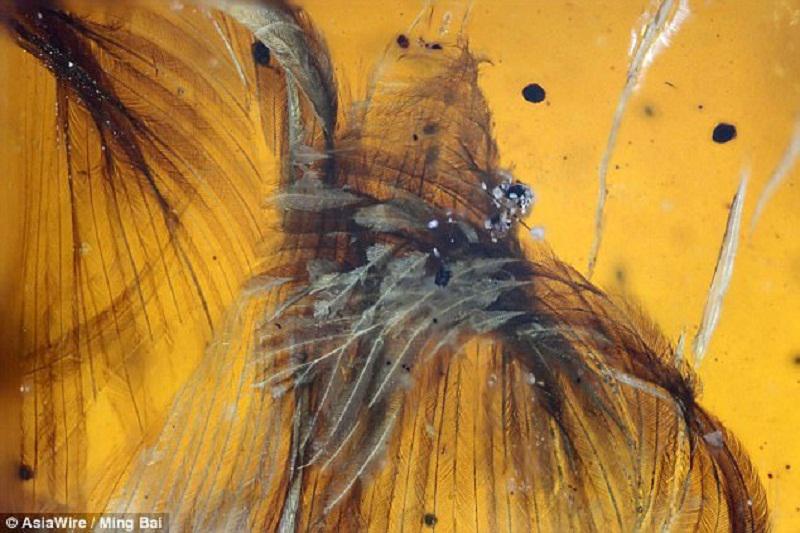 nbsp nbsp Taču scaronie nav... Autors: Mao Meow Atrasts putns, kas bijis ieslodzīts dzintarā 100 miljonus gadu!