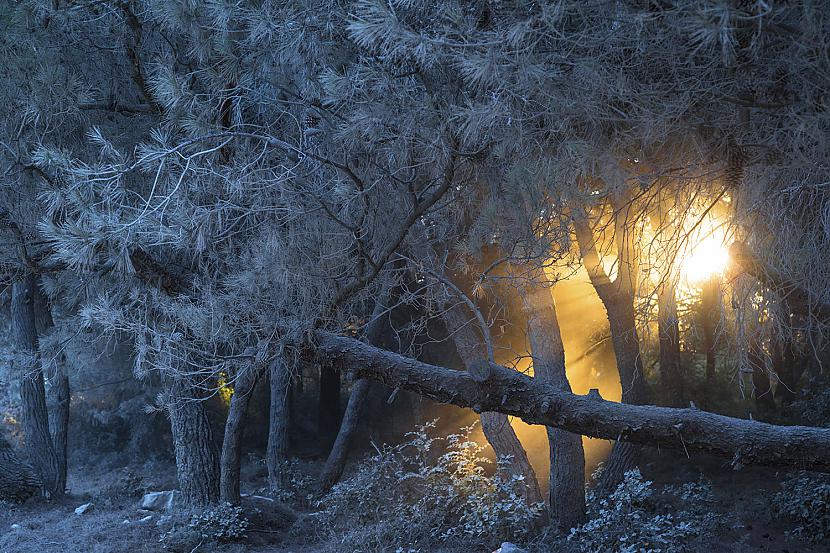 Uguns baltajā mežāSkats uz... Autors: Lestets National Geographic fotogrāfijas