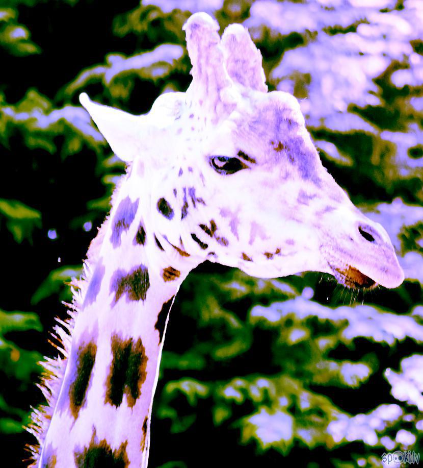  Autors: Strāvonis Trīsragu žirafe